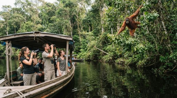 Peut-on trouver une croisière qui propose des excursions pour observer les orangs-outans à Bornéo?