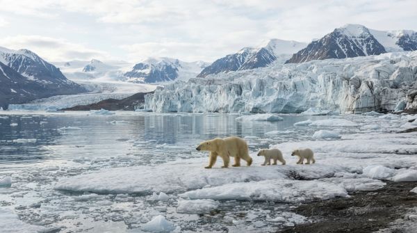 Quels sont les meilleurs spots pour observer les ours polaires au Svalbard, Norvège?